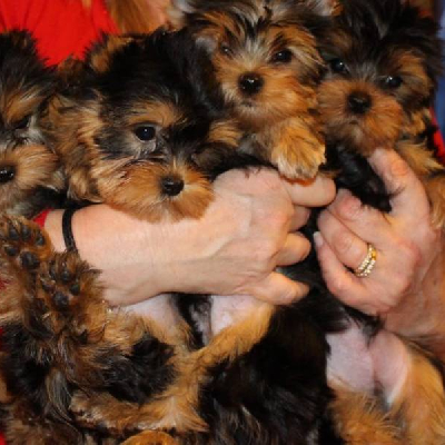 Jorkšírský teriér-Yorkshire terrier s PP FCI 