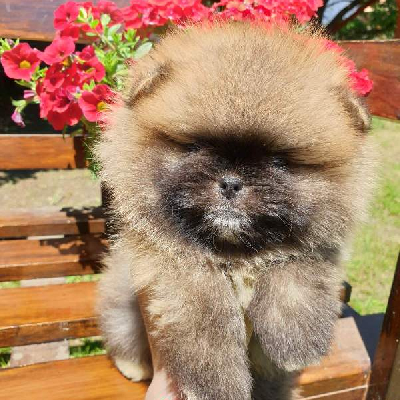 Pomeranian, štěňata špičkové kvality
