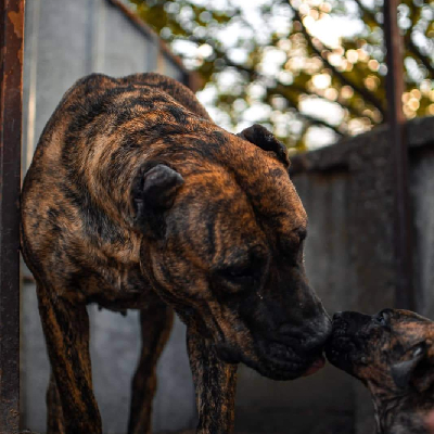 Presa Canario štěňata na prodej