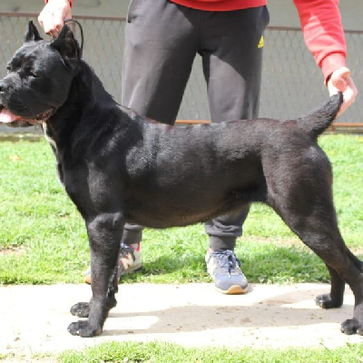 Prodám samici Cane corso
