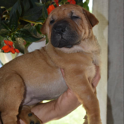 Shar Pei štěňata