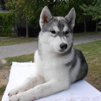 Sibiřský husky na prodej