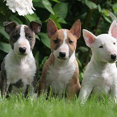 štěňata bulteriéra a pejska k adopci