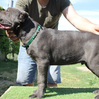 Štěňata Cane corso