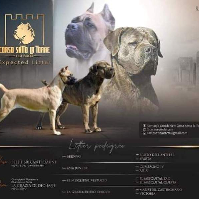 Štěňata Cane Corso