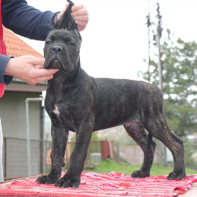 Štěňata Cane Corso vynikající kvality