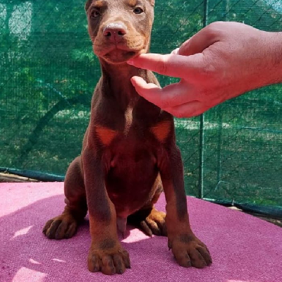 Štěňata dobermana na prodej