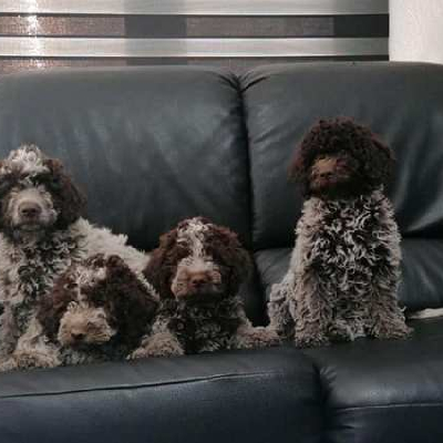 Štěňata Lagotto Romagnolo