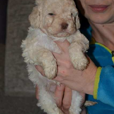 Štěňata Lagotto Romagnolo