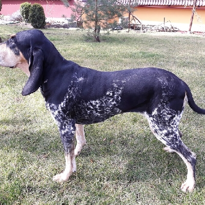 Štěňata Malý ,odrý gaskoňský honič - srpen. 