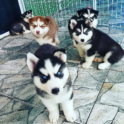 Štěňata sibiřského husky na prodej