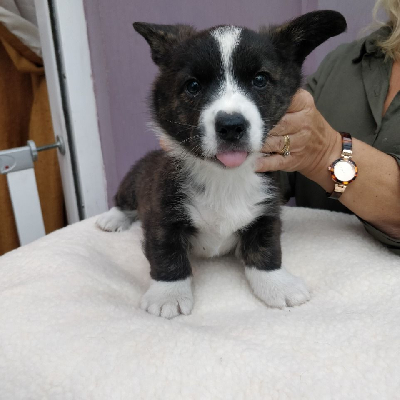 Štěňata Welsh Corgi