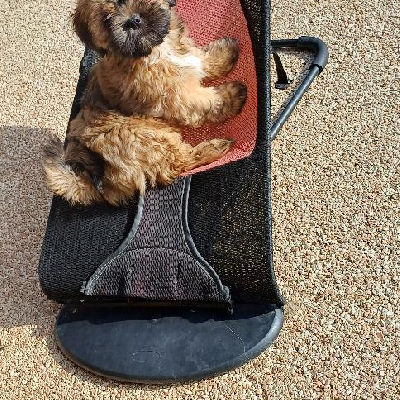 Štěně Lhasa Apso s PP