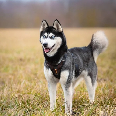 Trixie - kříženka sibiřského huskyho z miniazylu Voříškov