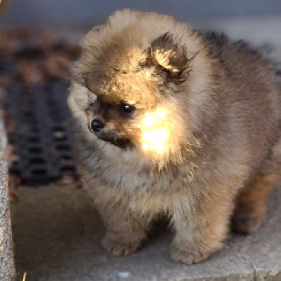 Typ medvěda Pomeranian Boo