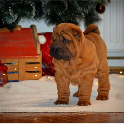 Vrh Shar Pei