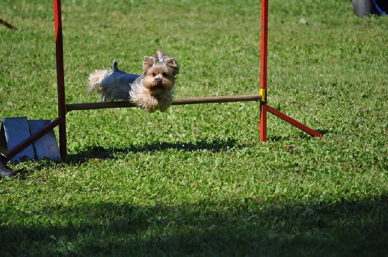 Mistrovství České republiky plemen v agility 2018!