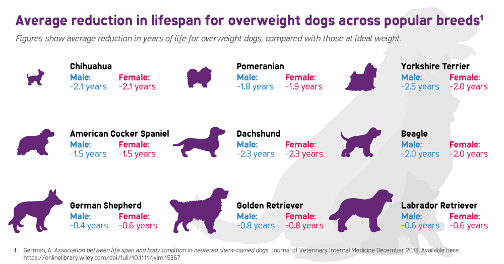 Štíhlí psi žijí déle! 