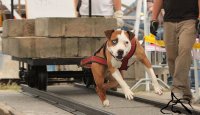 Bull sporty s Lucy  