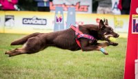 Flyball aneb Když míček létá	