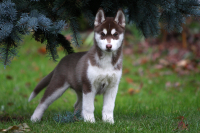 Sibiřský husky prostě nemůže neokouzlit!