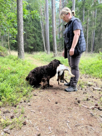Německý křepelák má loveckou vášeň ve svém srdci!