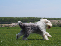 Bobtail je nádherný nejen svou povahou, ale i svým zjevem!