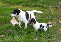 Parson a Jack Russell teriér – dvě plemena, jeden základ 
