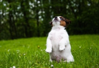 Velký malý pes – to je Jack Russell teriér!
