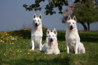 Sibiřský husky prostě nemůže neokouzlit!