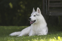 Sibiřský husky prostě nemůže neokouzlit!