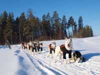 Modrooký workoholik – to je sibiřský husky!