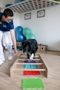 Veterinární fyzioterapie aneb Co si pod tím představit – 1. díl 