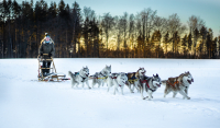 Sibiřský husky prostě nemůže neokouzlit!