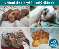 Veterinární laboratoř? Pak jedině LABVET!