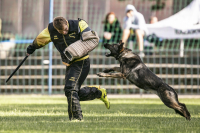 Koloušek a ovčouni od Hradčanského rybníka