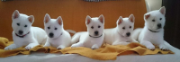 Kishu – pořádná porce energie a chuti do práce