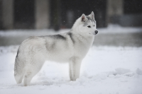 Sibiřský husky prostě nemůže neokouzlit!