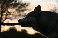 Sibiřský husky prostě nemůže neokouzlit!