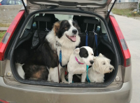 Nepodceňujte bezpečnost psa autě! – 1. díl