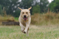 Labrador v Americe ztrácí své prvenství