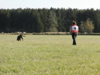 Cane corso je hlavně parťákem pro život!