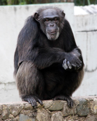 Výlet do zoo aneb Den, kdy jsem našla příbuzné