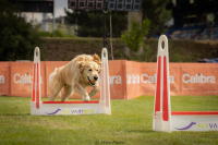Co je to vlastně ten flyball? – 1. díl