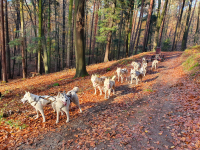 Sibiřský husky se narodil pro mushing!