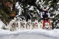 Sibiřský husky se narodil pro mushing!