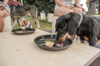 Užijte si se svým psem léto ve Fitmin Pestauraci