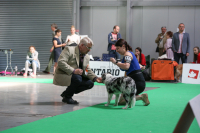 Český kynologický svaz a prestižní výstava TrioCACIB Prague Expo Dog