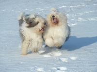 Bobtail není jen Maxipes Fík!