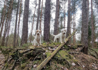 Parson a Jack Russell teriér – dvě plemena, jeden základ 